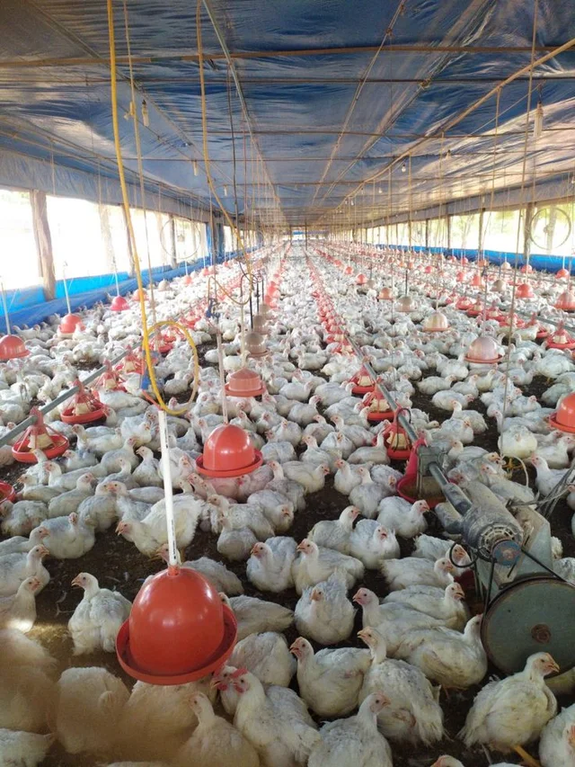Kuku wa nyama ndani ya banda lenye vyombo vya kulishia