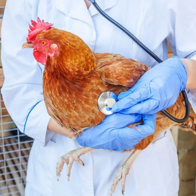 Kuku akikaguliwa kwa stethoscope